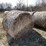 #1505-•-(8)-2025-4'-x-5'-corn-stalk-round-bales-(connersville,-wi)-image-2