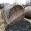 #1504-•-(8)-2025-4'-x-5'-corn-stalk-round-bales-(connersville,-wi)-image-3