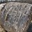 #1503-•-(8)-2025-4'-x-5'-corn-stalk-round-bales-(connersville,-wi)-image-4