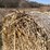 #1500-•-(8)-2025-4'-x-5'-corn-stalk-round-bales-(connersville,-wi)-image-7