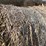 #1504-•-(8)-2025-4'-x-5'-corn-stalk-round-bales-(connersville,-wi)-image-9