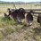 #4080-•-5-blade-disc-plow-image-11