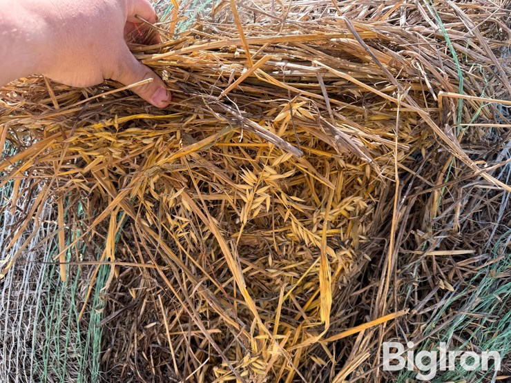 2024-oat-hay-image-13