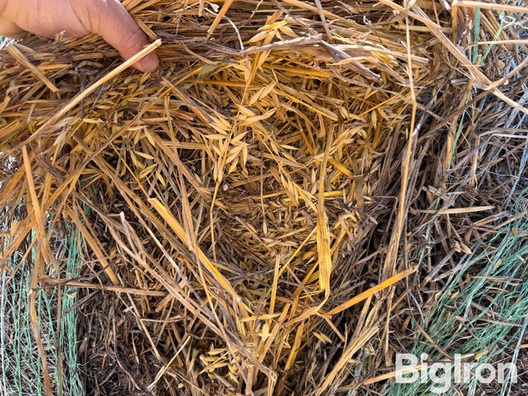 2024-oat-hay-image-12