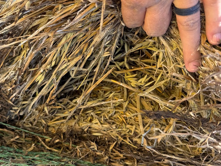 2024-oat-hay-image-14