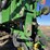 john-deere-1770-image-106