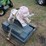 #1103-elephant-coin-op-machine-no-mechanism-needs-image-2