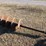 #106-auger-24"-diameter-9'-long-5"-diam-shaft-image-2