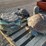 concrete-turtle-statues-and-stepping-stones-image-2
