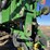 john-deere-1770-image-106