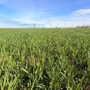 51±-acres-of-irrigated-farm-ground-with-development-potential-–-adams-county,-wa-image-1