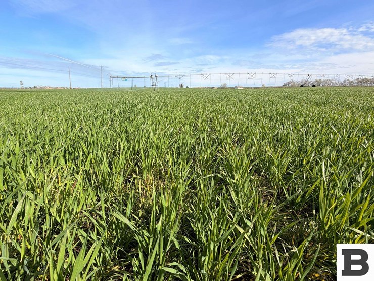 51-+/--acres-irrigated-farm-ground---adams-county,-wa-image-1