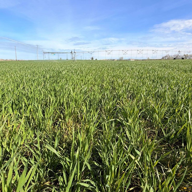 51 +/- Acres Irrigated Farm Ground - Adams County, WA