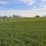 51-+/--acres-irrigated-farm-ground---adams-county,-wa-image-2