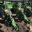 john-deere-1770-image-60