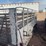 hale-livestock-trailer-image-4