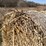#1501-•-(8)-2025-4'-x-5'-corn-stalk-round-bales-(connersville,-wi)-image-7