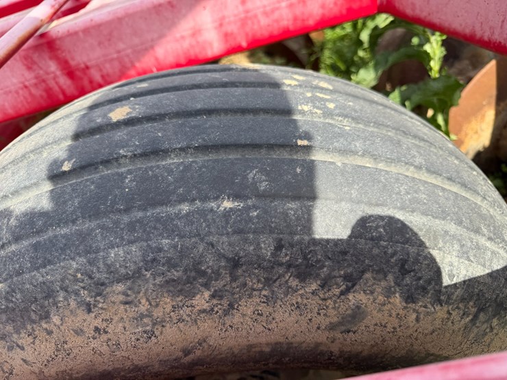 sunflower-1234-image-7