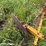#45308-•-amco-water-furrow-plow-image-6