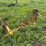 #45308-•-amco-water-furrow-plow-image-4