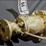 #84-•-vintage-maritime-brass-signal-horn-with-valve-&-handle-(28”)-image-3