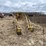#5515-•-agco-rogator-u1264c-ag-chem-sprayer-image-2