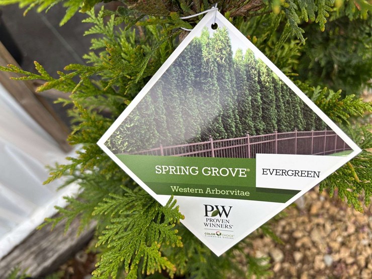 15-spring-grove-western-arborvitae-trees-image-1