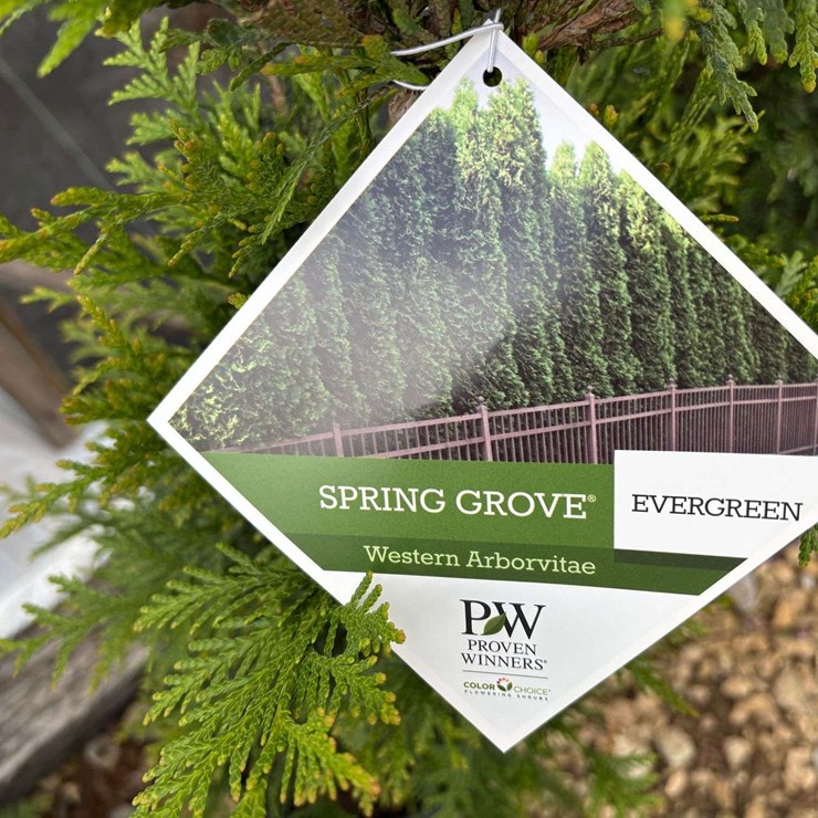 15 Spring Grove Western Arborvitae Trees