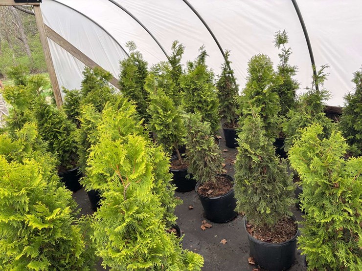 15-polar-gold-arborvitae-trees-image-2