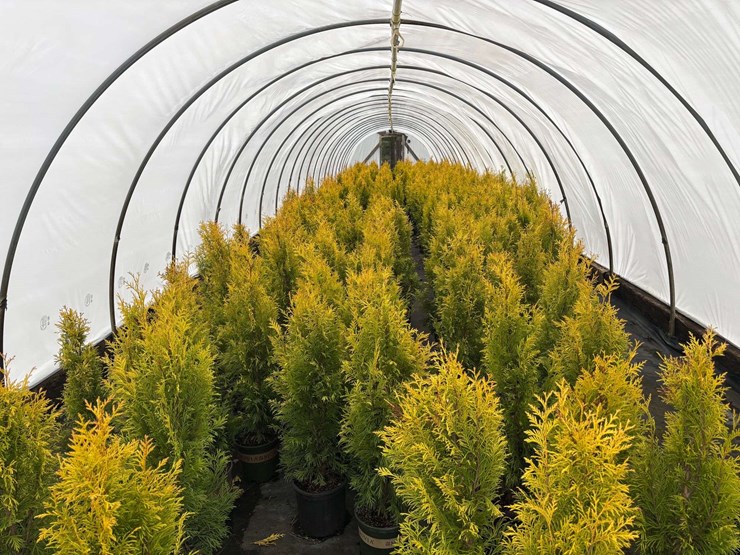 15-fluffy-western-arborvitae-trees-image-3