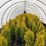 15-fluffy-western-arborvitae-trees-image-3