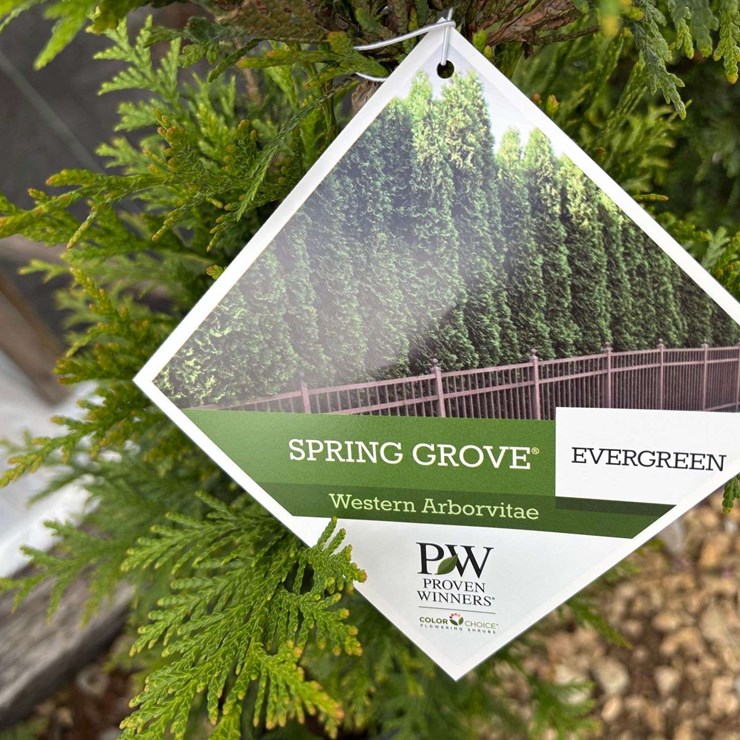 15 Spring Grove Western Arborvitae Trees