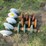 #45961-•-lot-of-(4)-electric-insulators-image-2