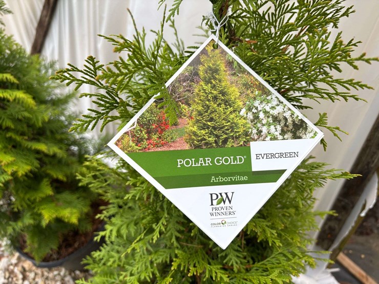 15-polar-gold-arborvitae-trees-image-1