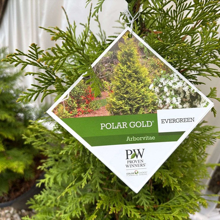 15 Polar Gold Arborvitae Trees