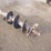 10"-auger-bit-image-2