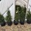 15-spring-grove-western-arborvitae-trees-image-3