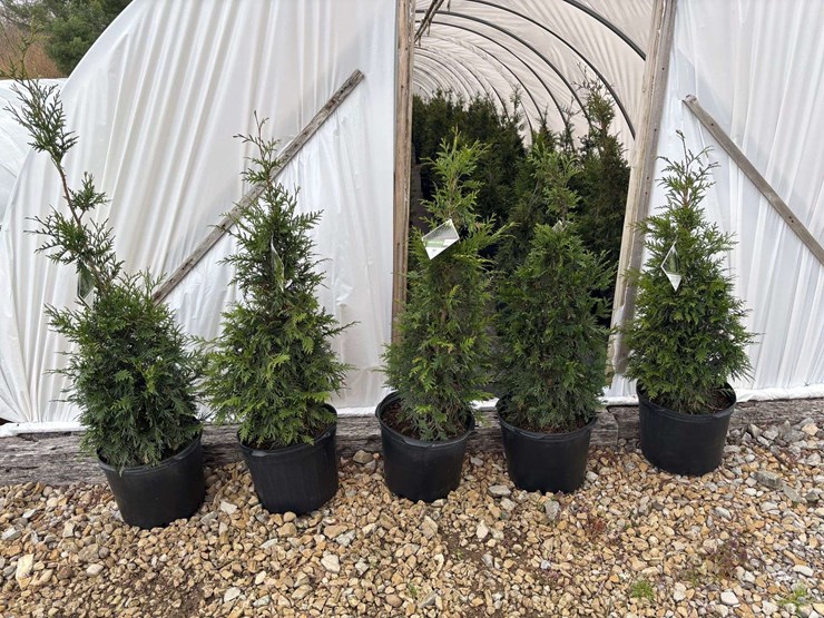 15-spring-grove-western-arborvitae-trees-image-3