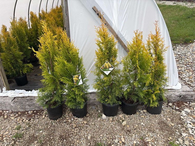 15-fluffy-western-arborvitae-trees-image-2