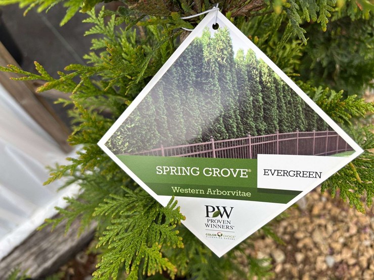 15-spring-grove-western-arborvitae-trees-image-1