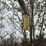 feterl-w1292-auger-image-5