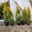 15-fluffy-western-arborvitae-trees-image-2