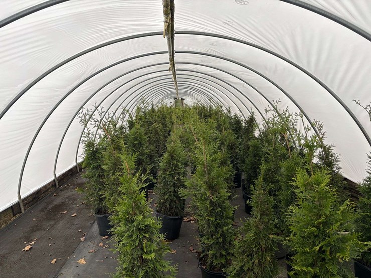 15-spring-grove-western-arborvitae-trees-image-4