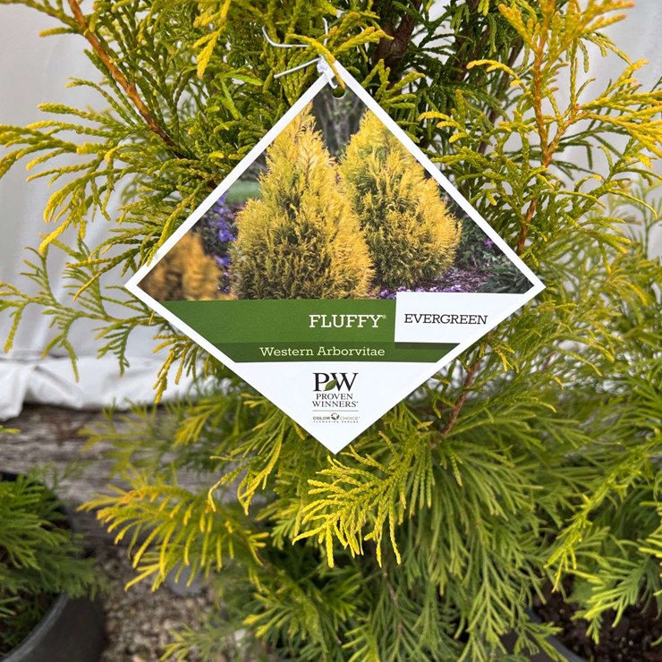 15 Fluffy Western Arborvitae Trees