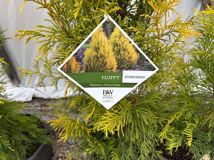 15-fluffy-western-arborvitae-trees-image-1