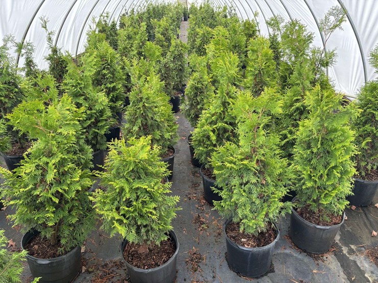 15-polar-gold-arborvitae-trees-image-3
