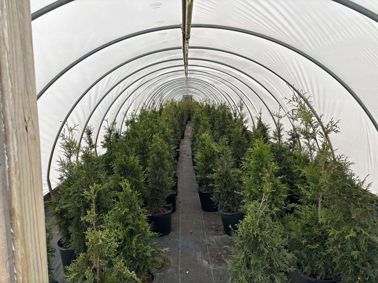 15-spring-grove-western-arborvitae-trees-image-2