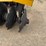 #46884-•-rome-12'-disk-image-5