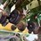 john-deere-1720-image-84