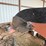 #46892-•-batco-ps2500-25'-driver-over-conveyor-image-37